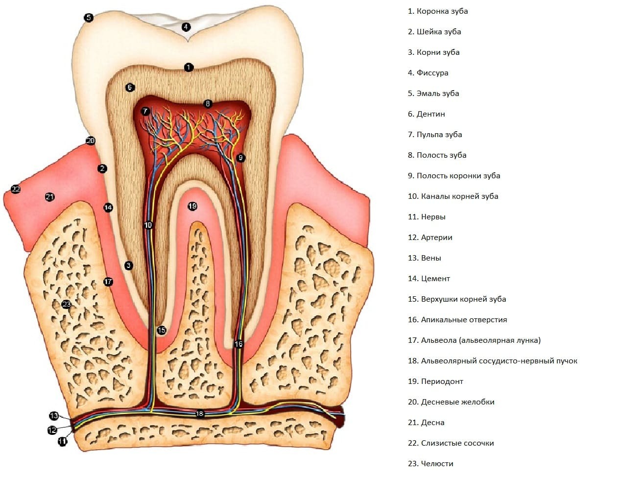 Зубная пульпа строение зуба